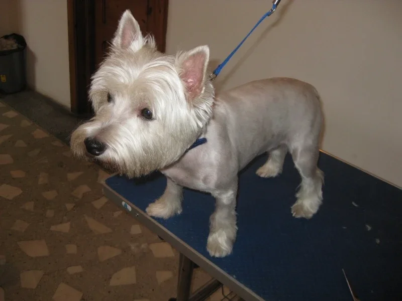 Veterinaria - Cabinet veterinar Brașov