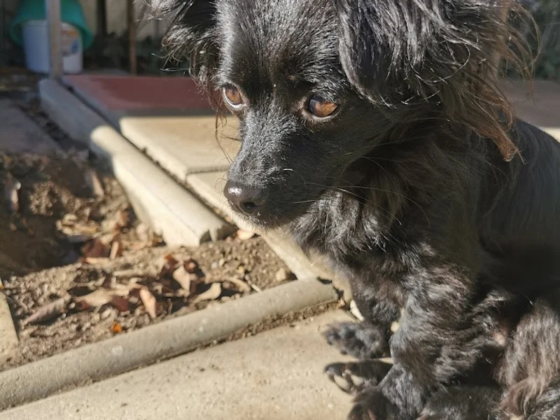 Snoop Vet - Cabinet Veterinar Brașov