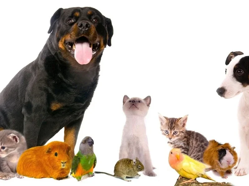 CABINET SI FARMACIE VETERINARA BRAZDA-COSVET FARM