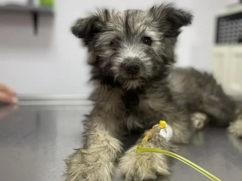 Cabinet Veterinar Dr. Afrem Ana-Maria Non-Stop