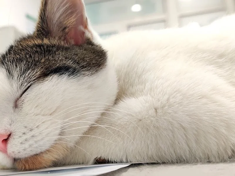 Centru de Diagnostic si Tratament Veterinar - Cabinet Veterinar