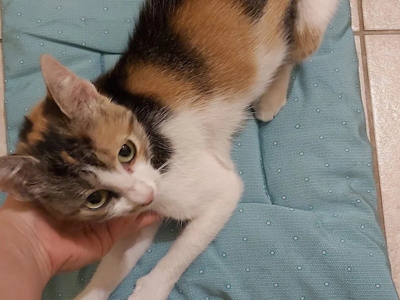 CABINET VETERINAR TOBY VET - DR. STEFANIA VASILESCU(POPA)