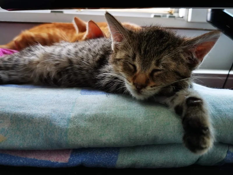 Veterinar Dalea Ioana