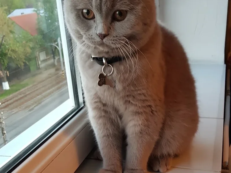 Clinica Veterinară Oradea