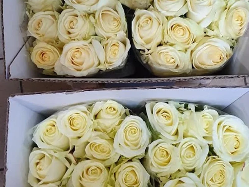 Depozit flori si plante, flori en gros Arad - IZA