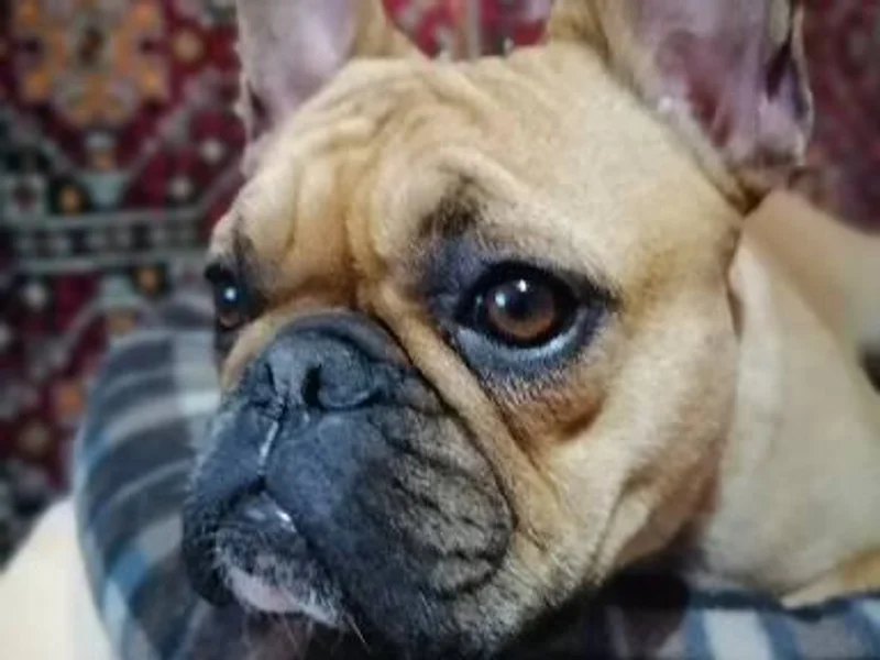 Cabinet veterinar AtoGold House Vet