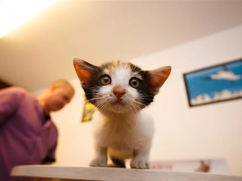 Clinica de Animale Mici