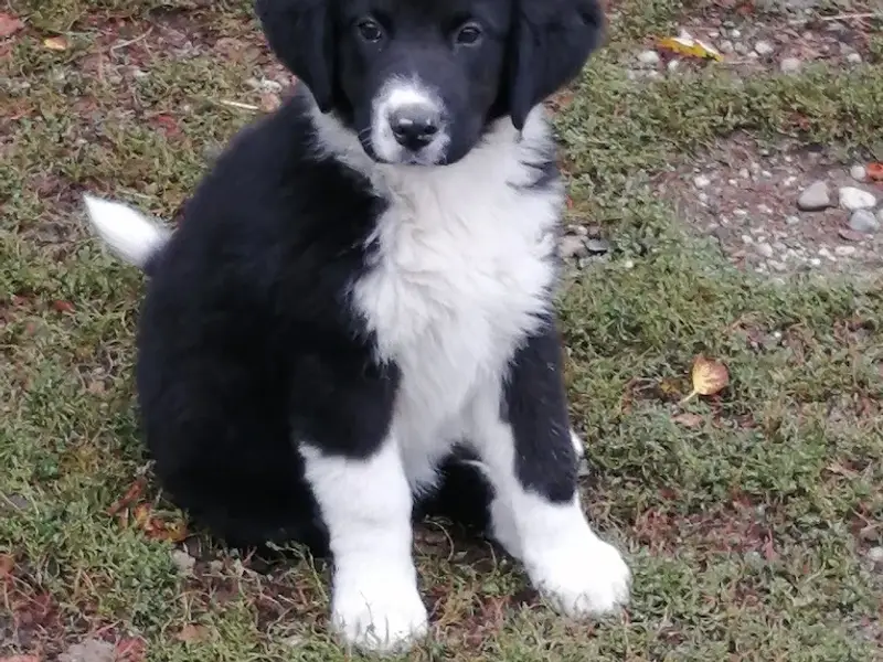 Cabinet Veterinar Dr. Stefanescu