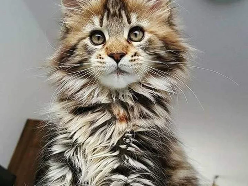 Farmacie Veterinara Radu VET ANIMAL