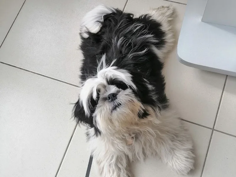 Cabinet Veterinar Doctor Horia