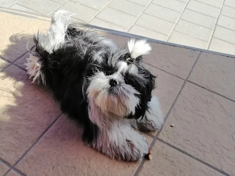 Cabinet Veterinar Ecco-Vet