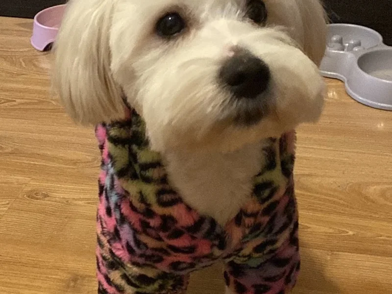 Premium Pharma Vet - Veterinar Pitesti. Chirurgie Veterinara, Analize, Vaccinari, Microcipari Animale, Grooming Pitesti