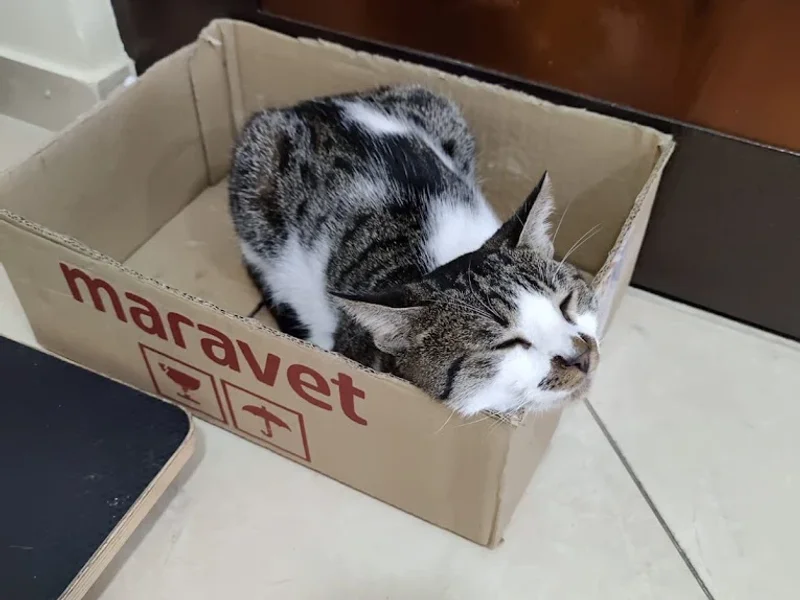 Premium Vet Exercițiu