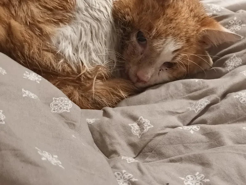 PET LINE S.R.L. - Dr. Vet. Mircea Cioran