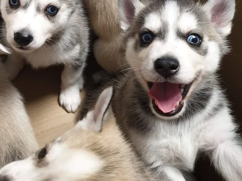 Clinica Veterinara Vetcon