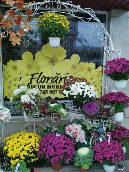 Floraria Claudia Mures