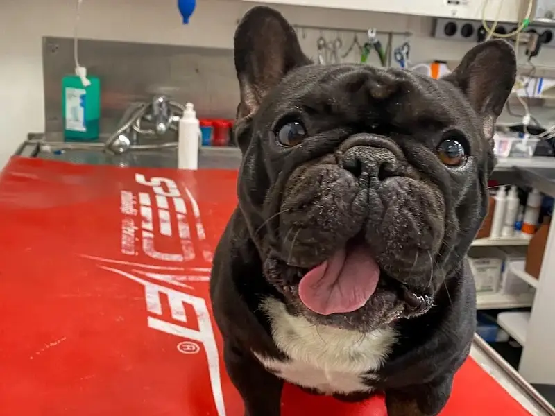 VetHub - Cabinet Veterinar