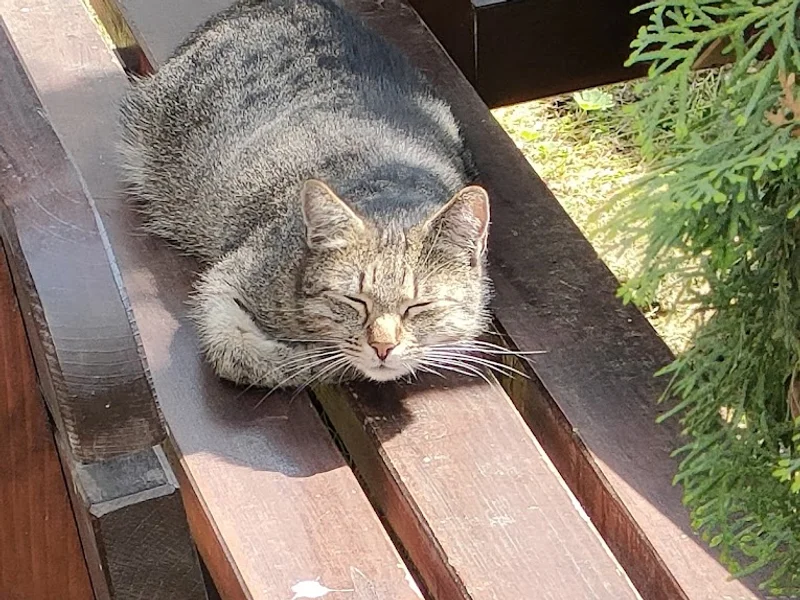 Cabinet veterinar Ben Doky Vet