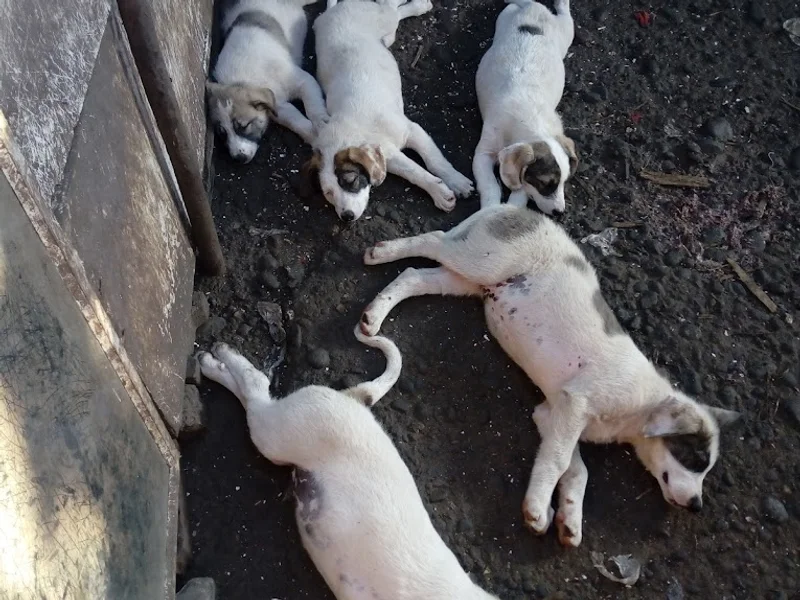 Doctor veterinar Kiss Barna