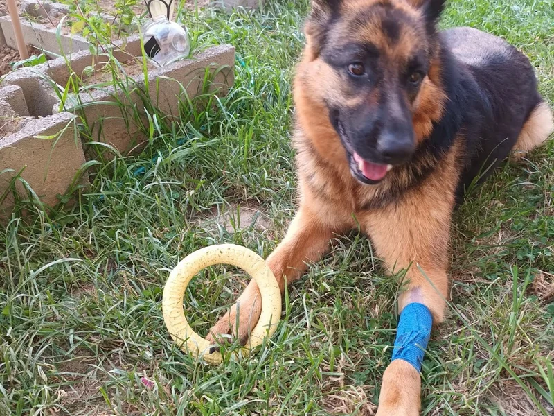 CABINET VETERINAR DR. BOGDAN GHEORGHE