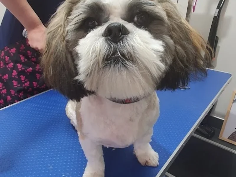 Cabinet Medical Veterinar Dr. Baran Cristina