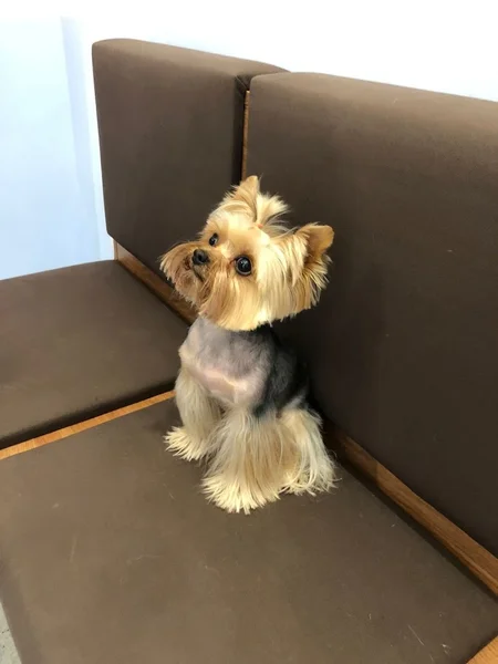 Regal Bijoux Pet Salon