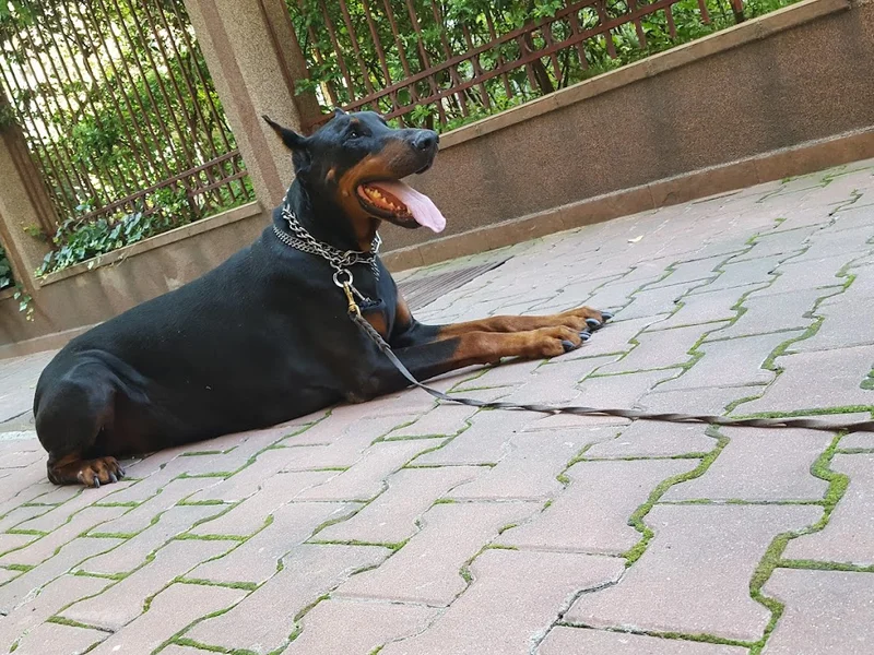 CONSTANTINESCU DRAGOŞ, CABINET VETERINAR