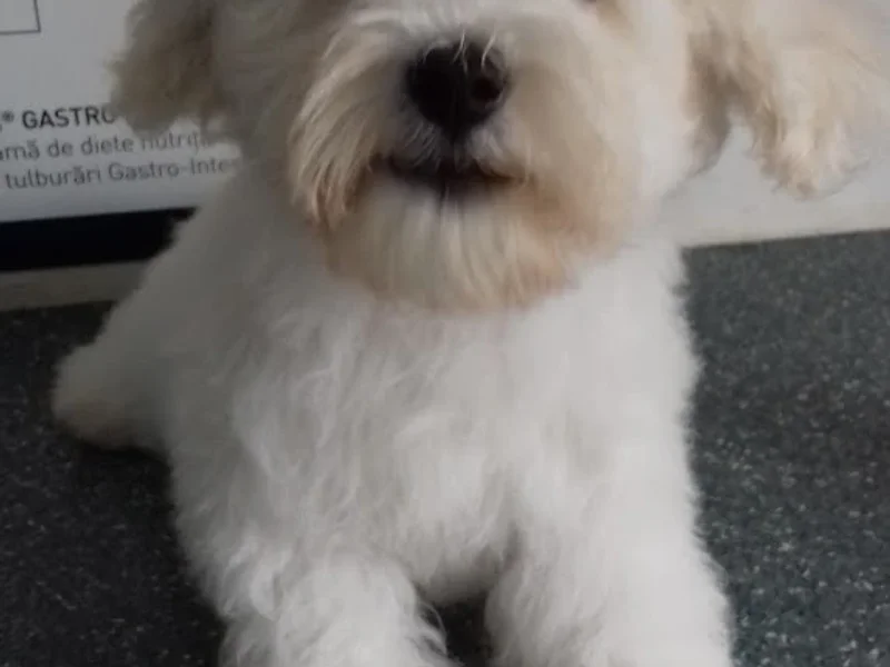 Cabinet Veterinar Moldoveanu