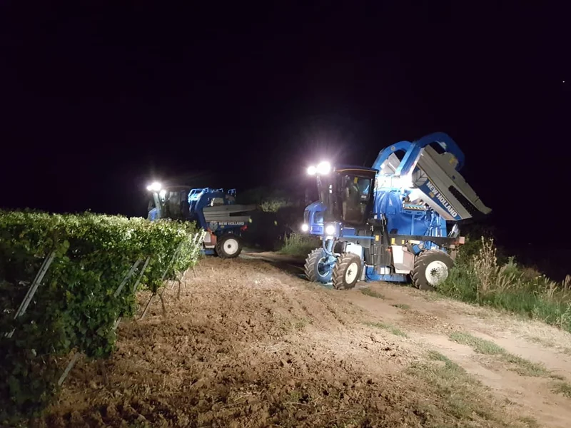 Cramele Recaș Magazin Timișoara