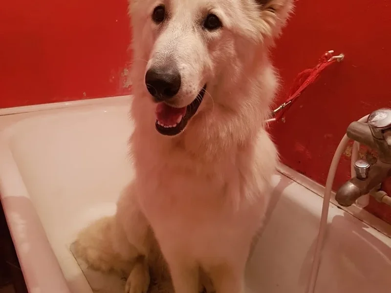 Cosmetica Canina WOOF