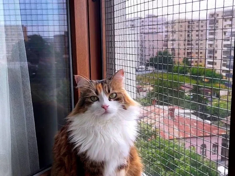 City Cats - Pisici la ferestre