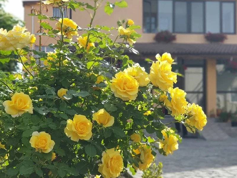 Asociația Creștină Sfântul Gheorghe și Sfântul Dumitru