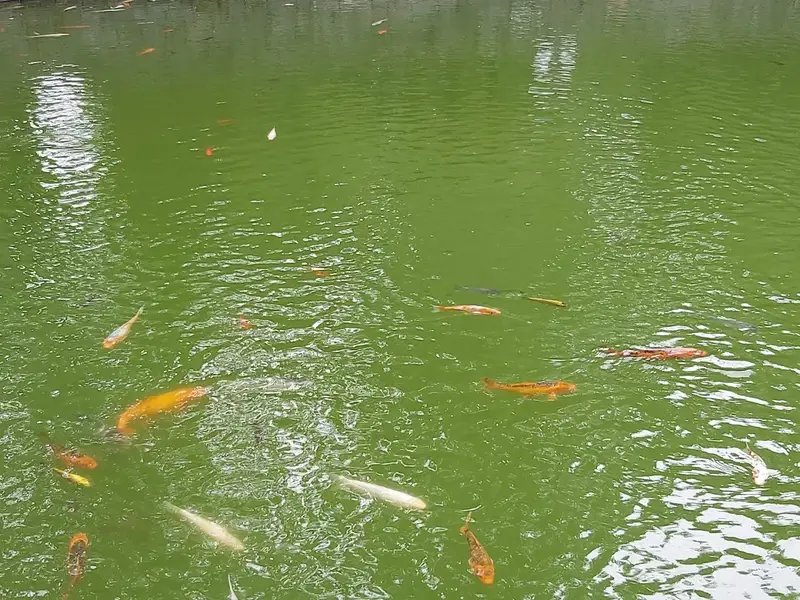 Parcul Municipal Regina Maria