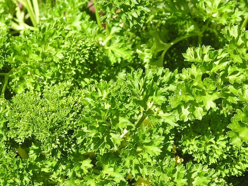 Restaurang Källaren Lydia