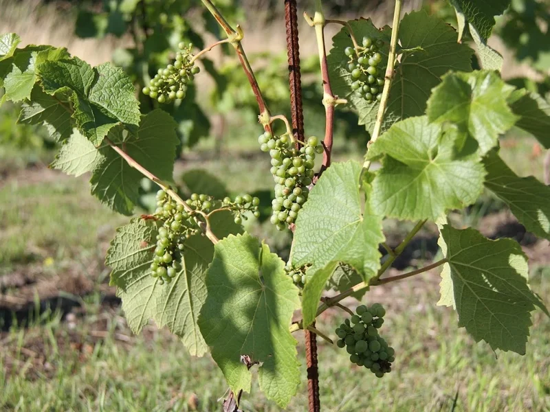Luna Café - Vingård & Restaurang i Lysekil