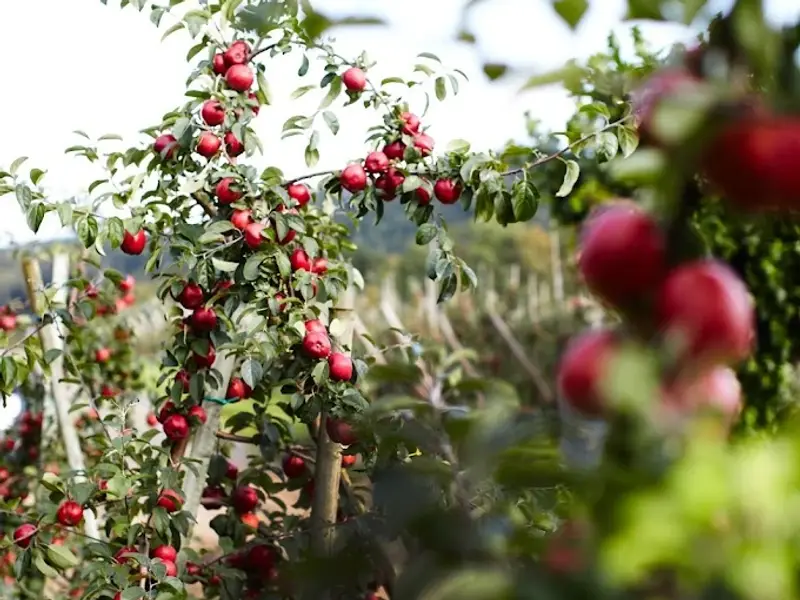 Rudenstams Gårdsbutik & Kafé