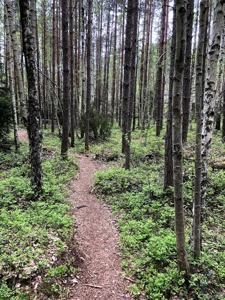 Södra Törnskogens naturreservat