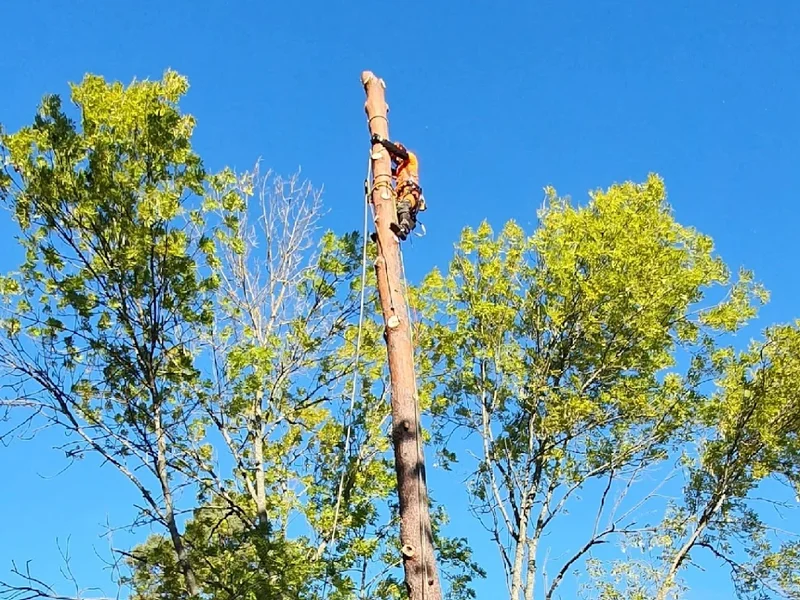 Fäller för dig trädfällning