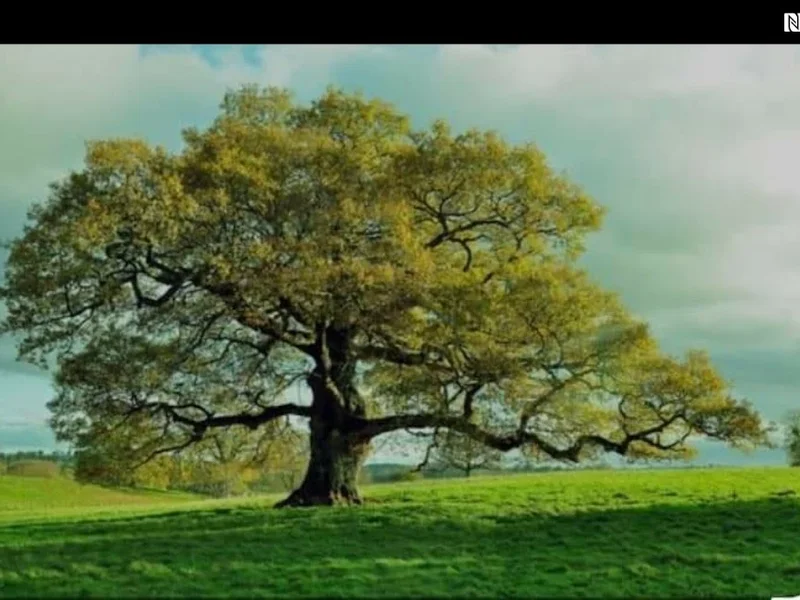 Trädexperten Stockholm, Trädfällning Trädbeskärning