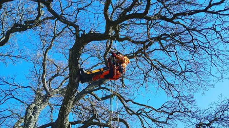 Jespers Träd och Trädgård - Arborist Stockholm