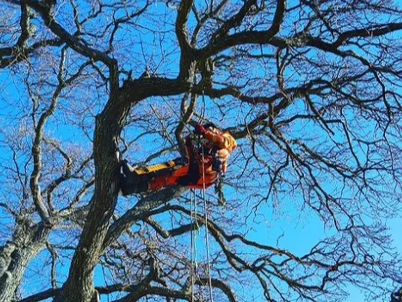 Jespers Träd och Trädgård - Arborist Stockholm