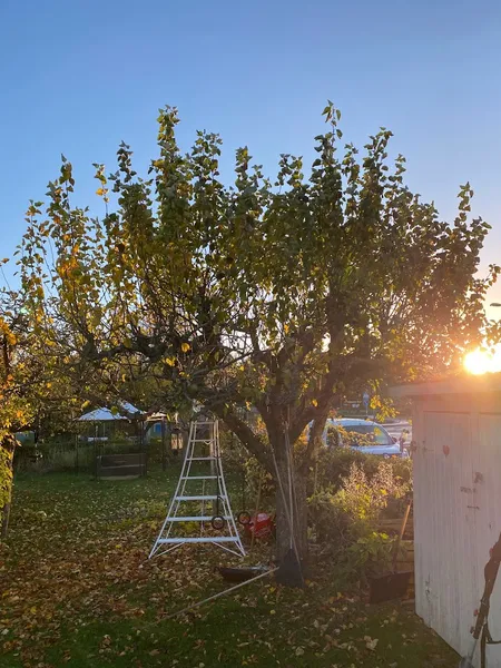 Trädkoll Stockholms Trädvård AB