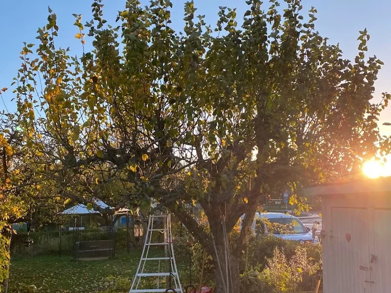 Trädkoll Stockholms Trädvård AB
