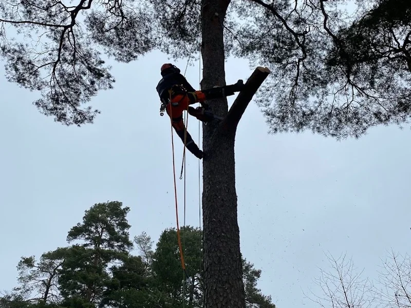 TRÄDFÄLLARGÄNGET STOCKHOLM
