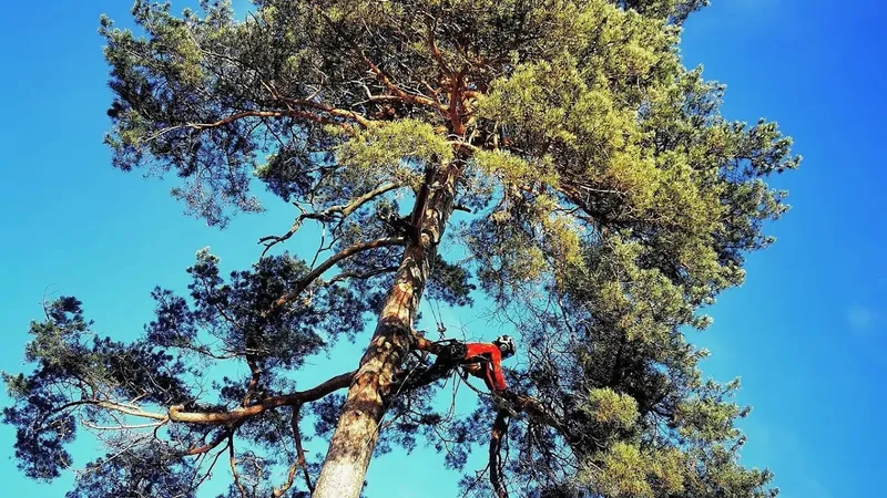 Din Arborist - Trädfällning - Trädvård