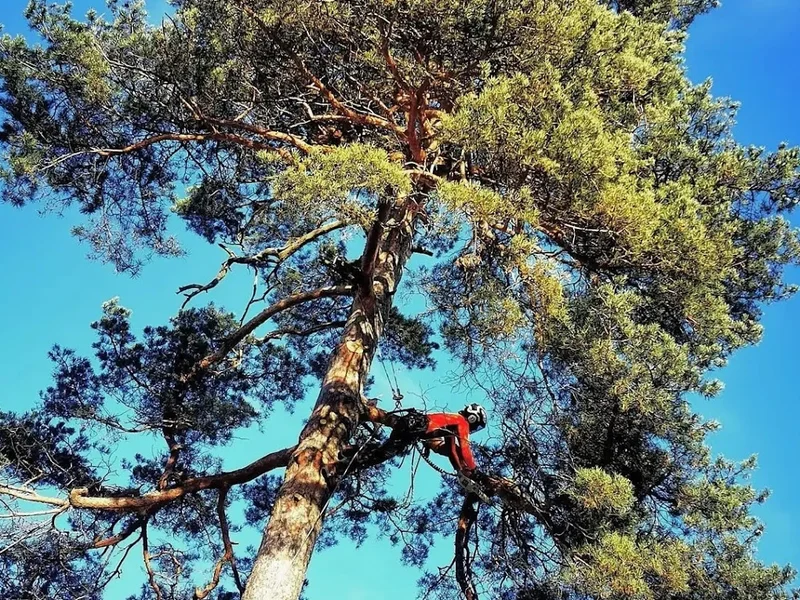 Din Arborist - Trädfällning - Trädvård