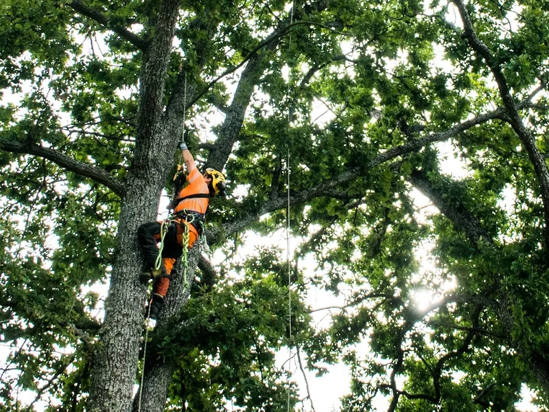 Svensk Arboristtjänst AB