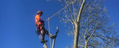 Lista 25 arborist i Västra Götaland