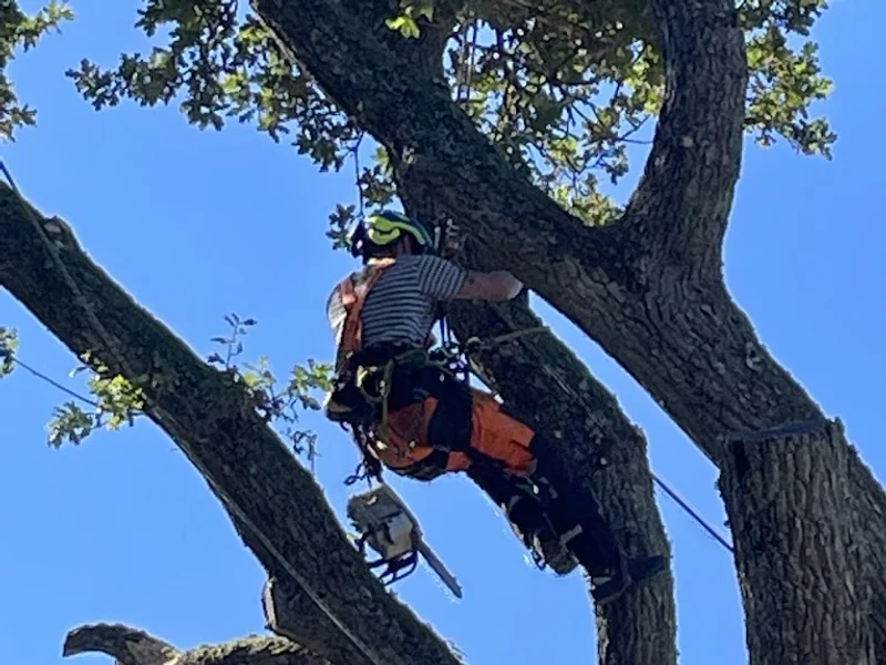 L H Trädvård Göteborg