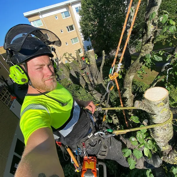 Bergströms Trädtjänst AB